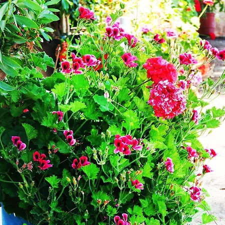 Apartament Synodinos Lixouri