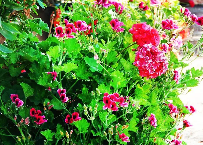 Daire Synodinos Lixouri